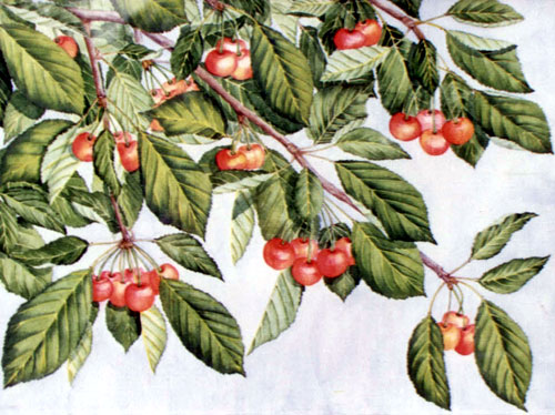 Cire�e