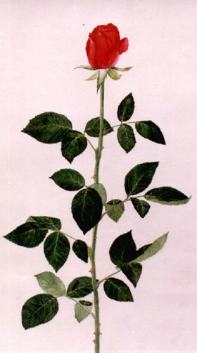 Trandafir